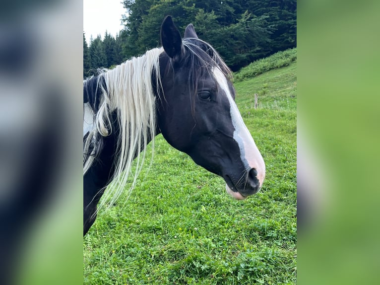 Paint Horse Mare 2 years 14 hh Tobiano-all-colors in Traunkirchenraunkirchen