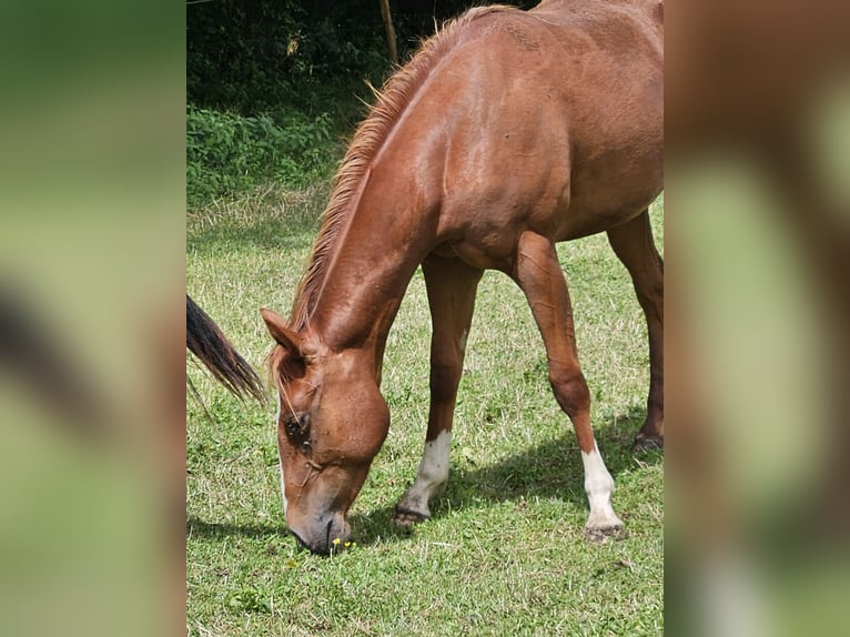Paint Horse Mare 2 years 14,2 hh Chestnut-Red in Eggenthal