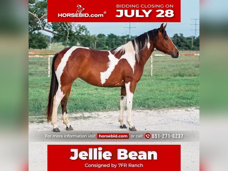 Paint Horse Mare 2 years 14,3 hh Bay in Normangee