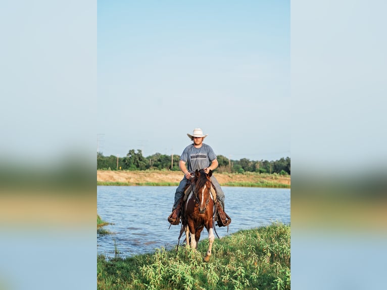 Paint Horse Mare 2 years 14,3 hh Bay in Normangee