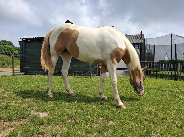 Paint Horse Mix Mare 2 years 15,1 hh Champagne in Melle