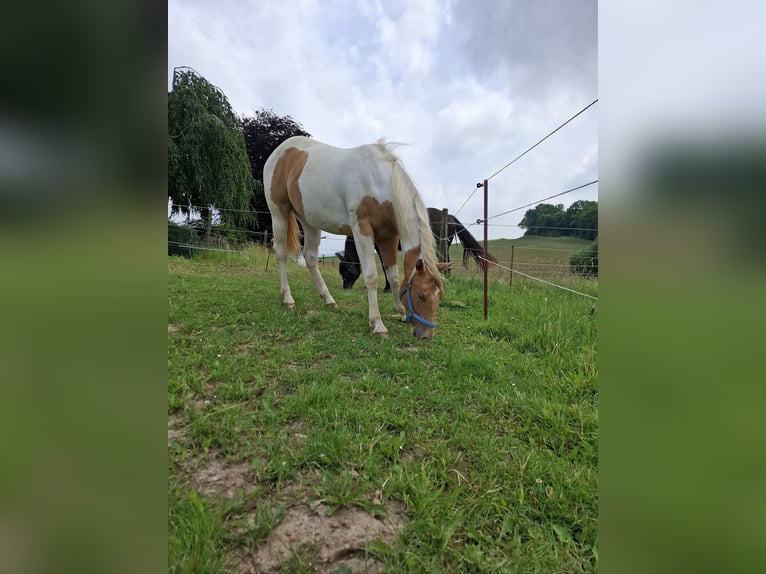 Paint Horse Mix Mare 2 years 15,1 hh Champagne in Melle