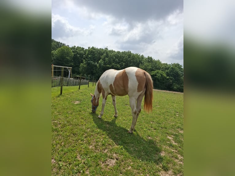 Paint Horse Mix Mare 2 years 15,1 hh Champagne in Melle