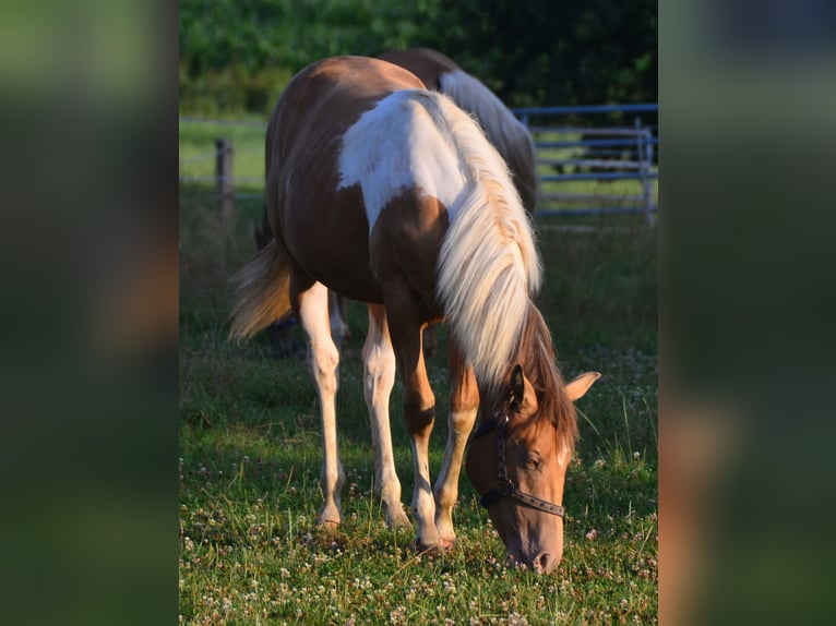 Paint Horse Mare 2 years 15,1 hh Pinto in Buchbach