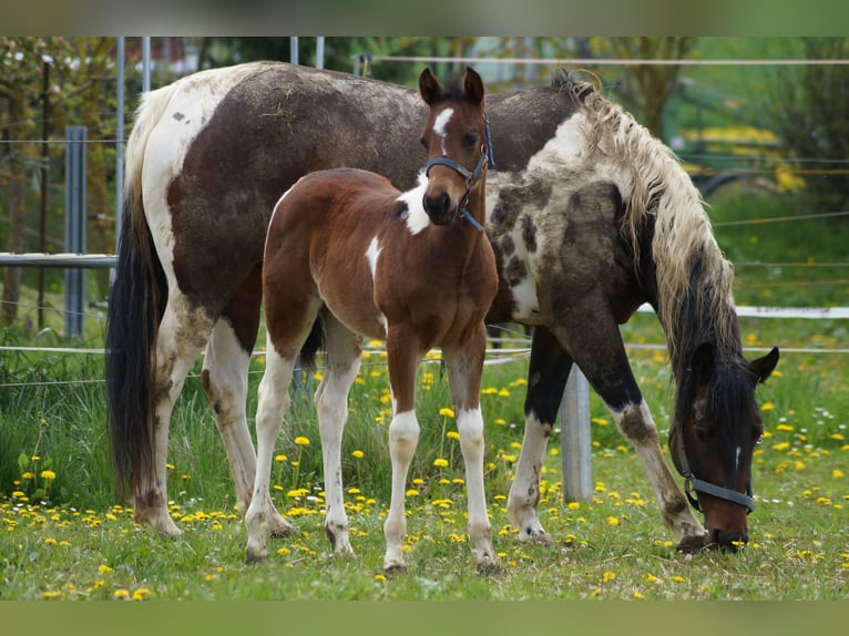 Paint Horse Mare 2 years 15,1 hh Tobiano-all-colors in Langenau