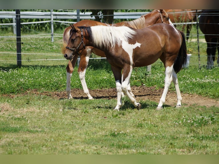 Paint Horse Mare 2 years 15,1 hh Tobiano-all-colors in Langenau