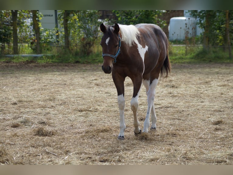 Paint Horse Mare 2 years 15,1 hh Tobiano-all-colors in Langenau