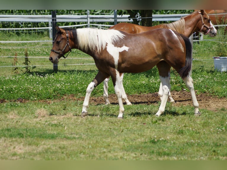 Paint Horse Mare 2 years 15,1 hh Tobiano-all-colors in Langenau