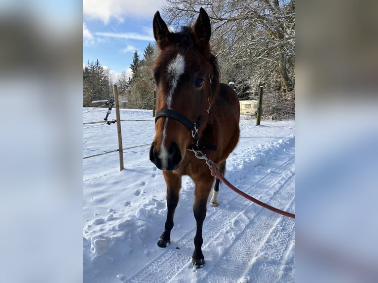 Paint Horse Mare 2 years 15 hh Brown in Münsingen