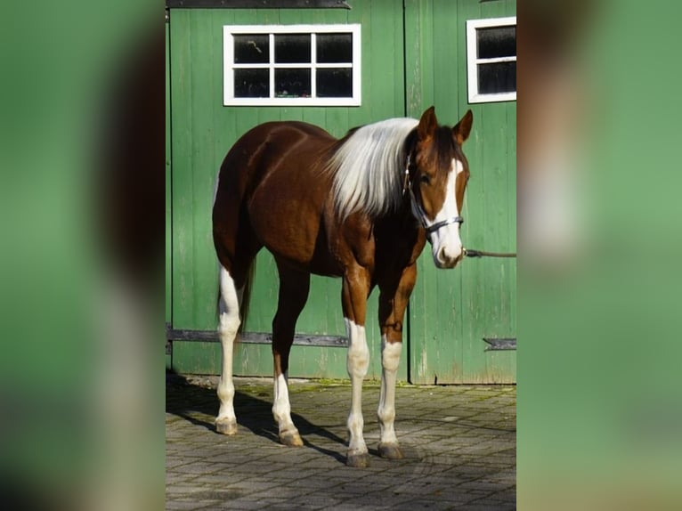 Paint Horse Mare 2 years 15 hh Pinto in Kierspe