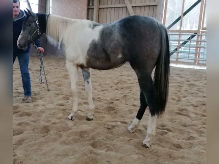 Paint Horse Mare 2 years 15 hh Tobiano-all-colors in Haldenwang