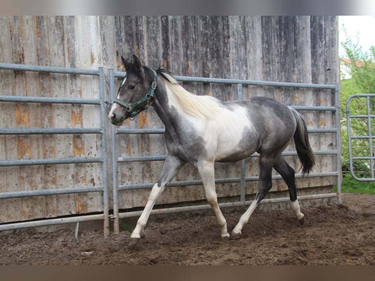 Paint Horse Mare 2 years 15 hh Tobiano-all-colors in Haldenwang