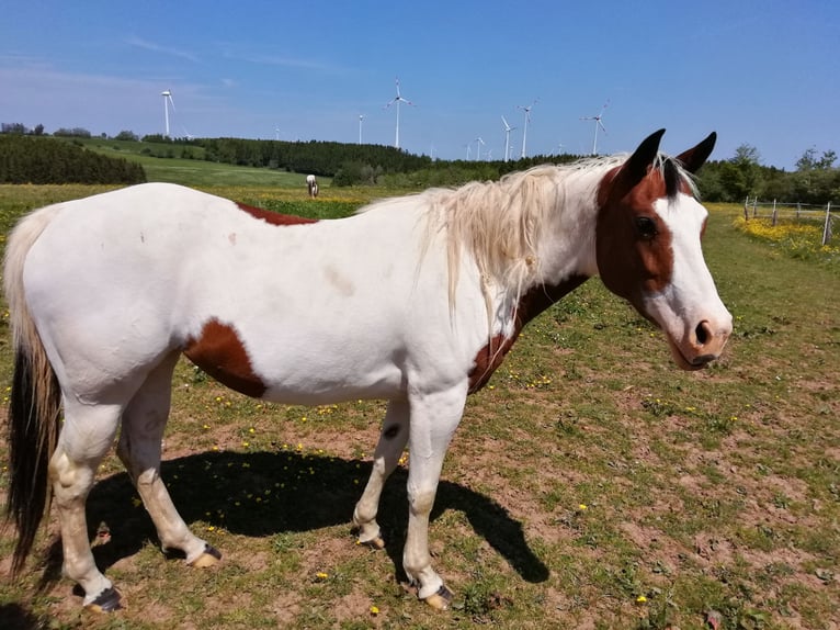 Paint Horse Mare 2 years 15,2 hh Bay-Dark in Hellenthal