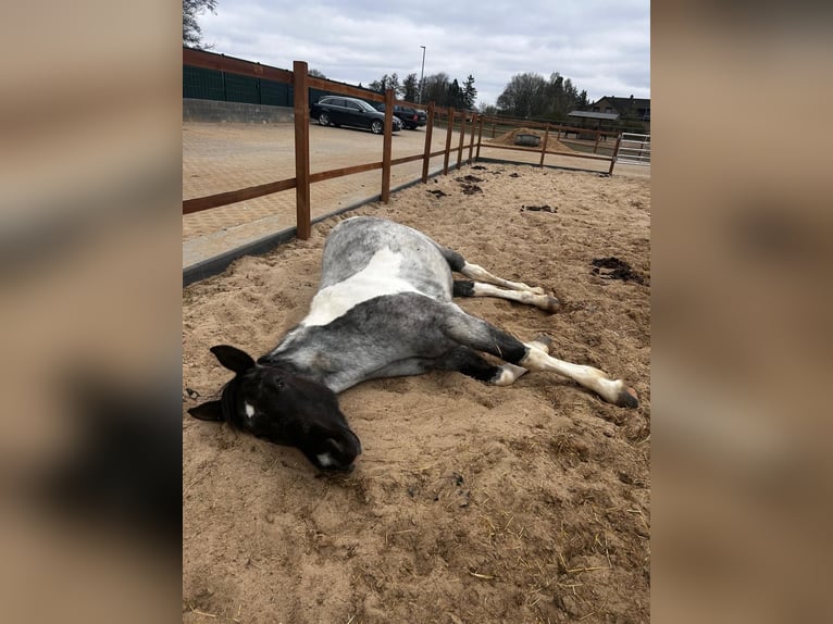 Paint Horse Mix Mare 2 years 15,2 hh Pinto in Elmenhorst