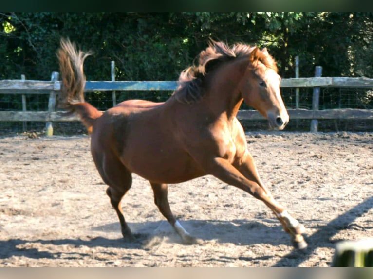 Paint Horse Mare 2 years 15,2 hh in Wassenaar