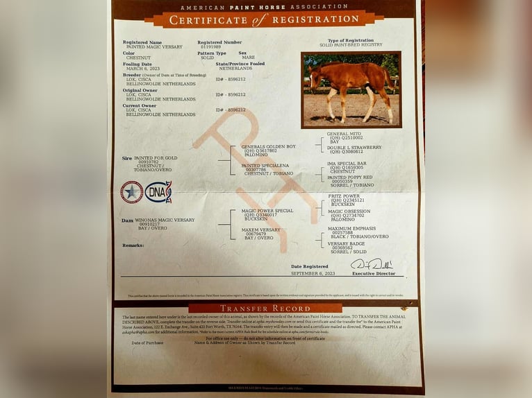 Paint Horse Mare 2 years 15,2 hh in Wassenaar