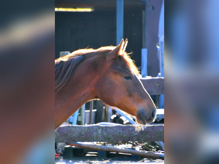 Paint Horse Mare 2 years 15,2 hh in Wassenaar
