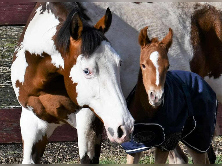 Paint Horse Mare 2 years 15,2 hh in Wassenaar