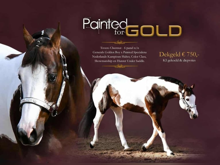 Paint Horse Mare 2 years 15,2 hh in Wassenaar