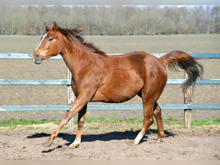 Paint Horse Mare 2 years 15,2 hh in Wassenaar