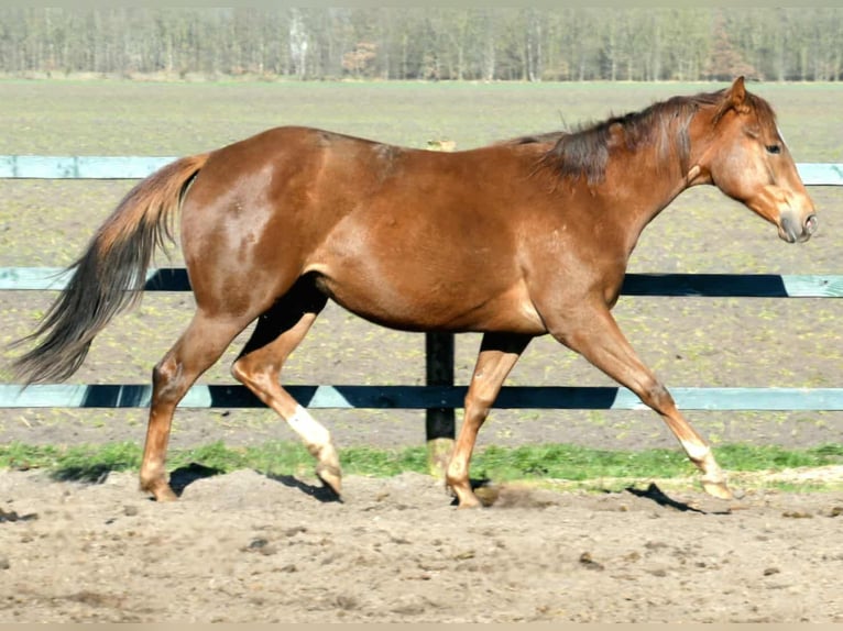 Paint Horse Mare 2 years 15,2 hh in Wassenaar