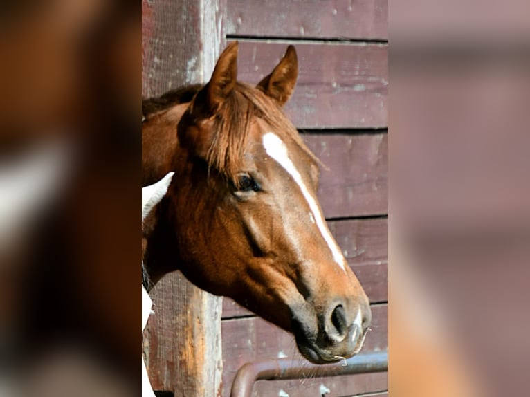 Paint Horse Mare 2 years 15,2 hh in Wassenaar