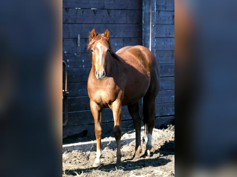 Paint Horse Mare 2 years 15,2 hh in Wassenaar