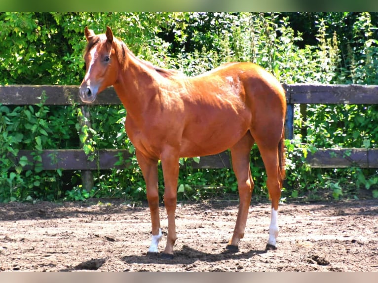 Paint Horse Mare 2 years 15,2 hh in Wassenaar