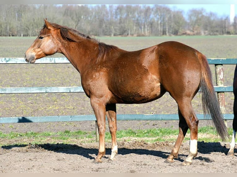Paint Horse Mare 2 years 15,2 hh in Wassenaar