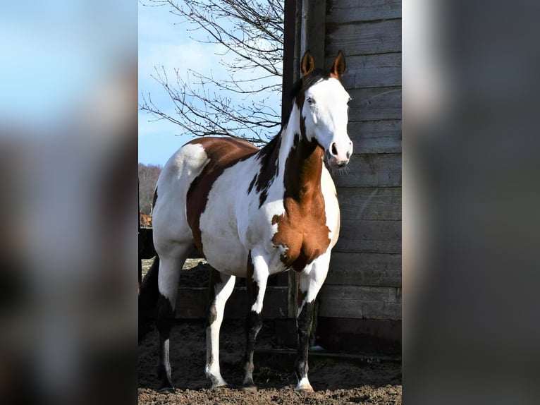 Paint Horse Mare 2 years 15,2 hh in Wassenaar