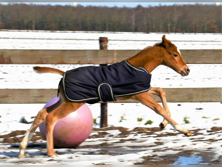 Paint Horse Mare 2 years 15,2 hh in Wassenaar