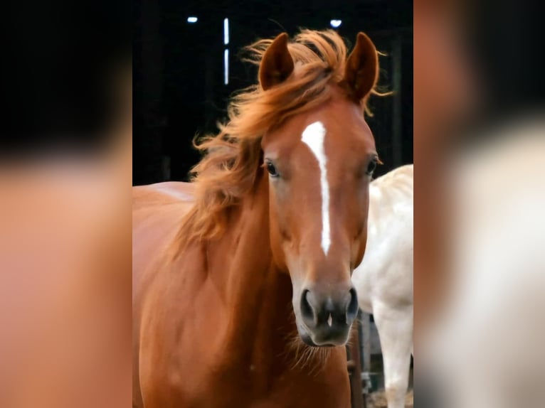 Paint Horse Mare 2 years 15,2 hh in Wassenaar