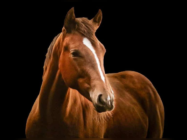 Paint Horse Mare 2 years 15,2 hh in Wassenaar