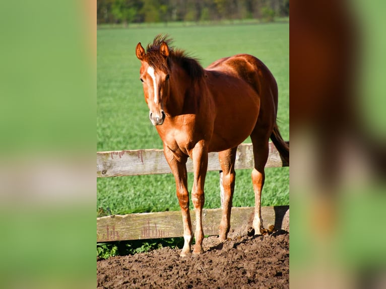 Paint Horse Mare 2 years 15,2 hh in Wassenaar