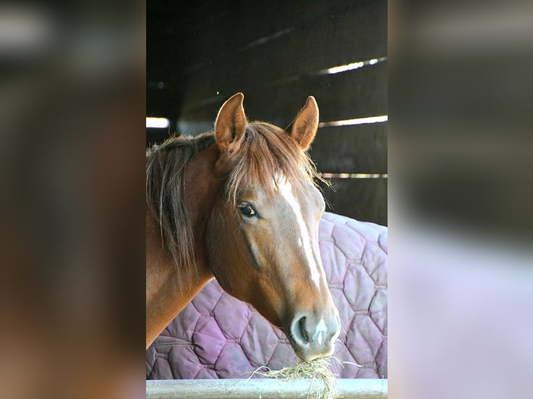 Paint Horse Mare 2 years 15,2 hh in Wassenaar