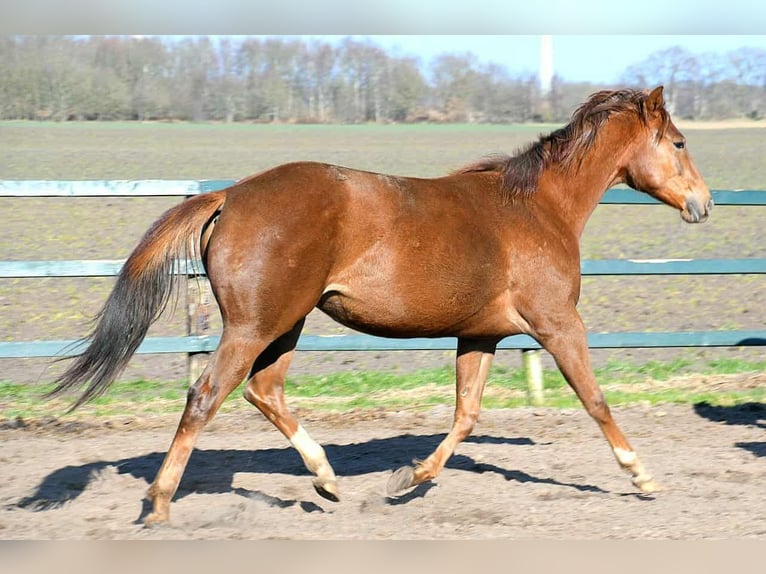 Paint Horse Mare 2 years 15,2 hh in Wassenaar