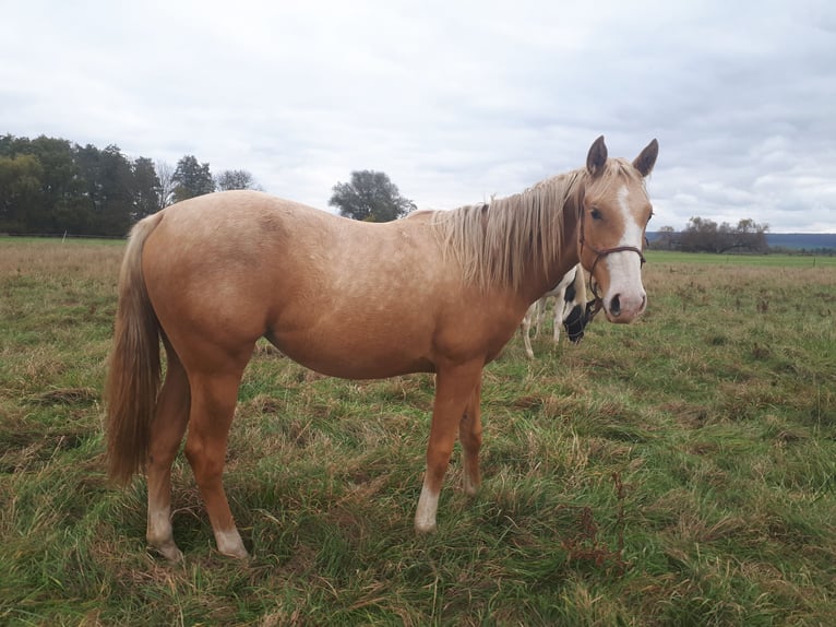 Paint Horse Mare 2 years Palomino in Artern