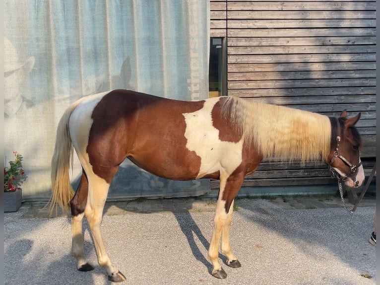 Paint Horse Mare 2 years in Passail