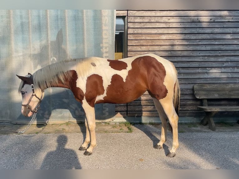 Paint Horse Mare 2 years in Passail