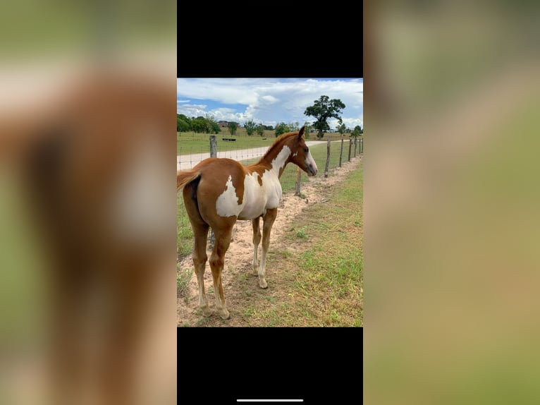 Paint Horse Mare 2 years Sorrel in Anderson, TX