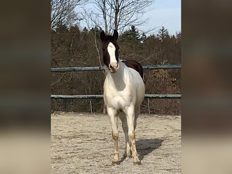 Paint Horse Mare 2 years Tobiano-all-colors in Bernau am Chiemsee