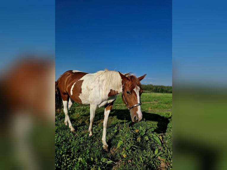 Paint Horse Mare 2 years Tobiano-all-colors in Rheinfelden