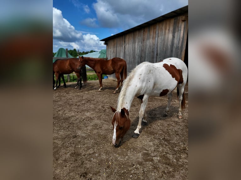 Paint Horse Mare 2 years Tobiano-all-colors in Rheinfelden
