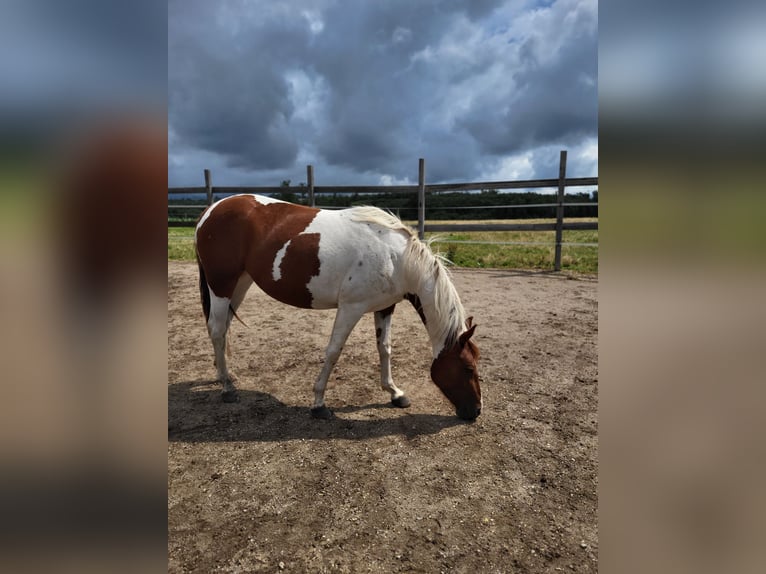 Paint Horse Mare 2 years Tobiano-all-colors in Rheinfelden