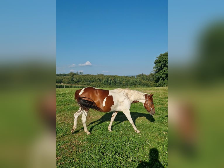 Paint Horse Mare 2 years Tobiano-all-colors in Rheinfelden