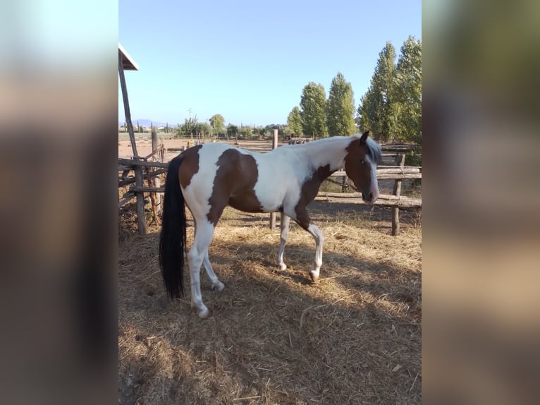 Paint Horse Mare 3 years 13,3 hh Pinto in Pontinia