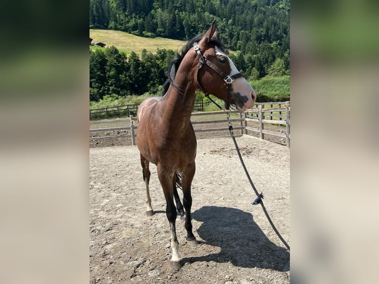 Paint Horse Mare 3 years 14,1 hh Overo-all-colors in St.Leonhard in Passeier