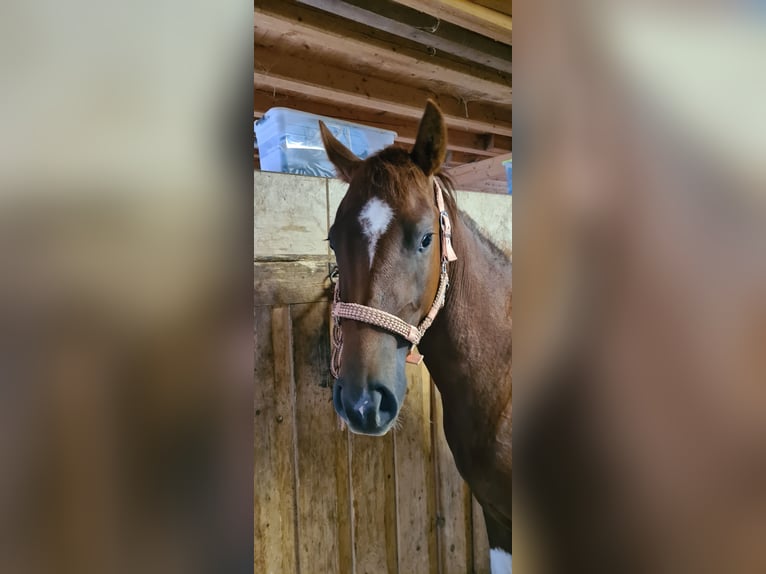 Paint Horse Mare 3 years 14,1 hh Tobiano-all-colors in Heinzenbach