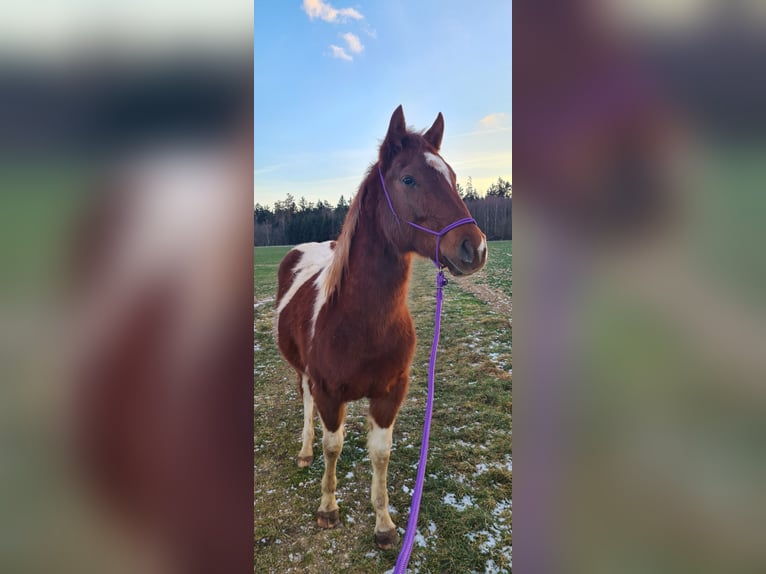 Paint Horse Mare 3 years 14,1 hh Tobiano-all-colors in Heinzenbach