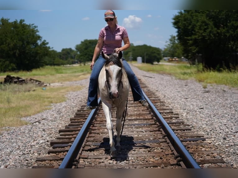 Paint Horse Mare 3 years 14,2 hh Buckskin in Pilot Point